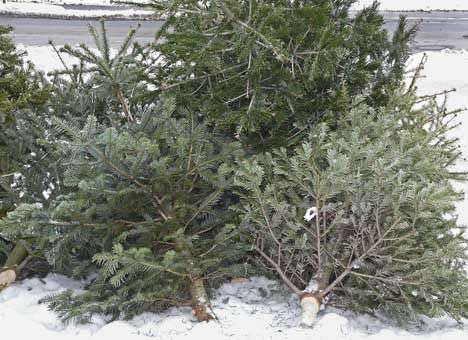 Новогодние елки могут сделать жильем для рыб в США