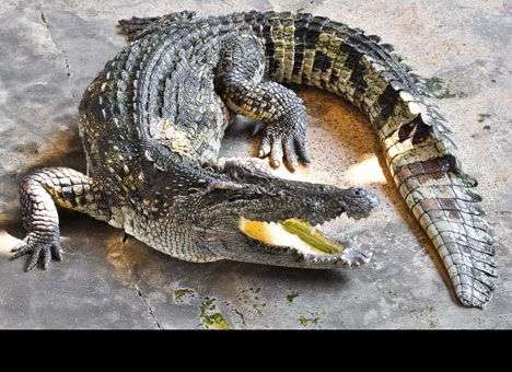 В США у торговца марихуаной изъяли больного крокодила-охранника