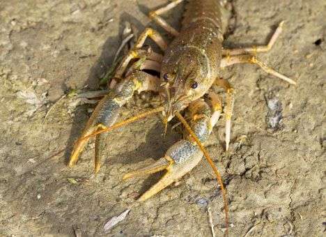 Ученые узнали, испытывают ли боль раки