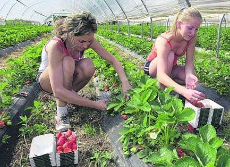 The Financial Times: Великобритания нуждается в украинских заробитчанах