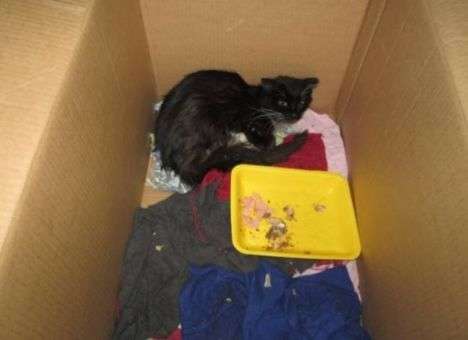 В России котенок проехал 300 км под капотом