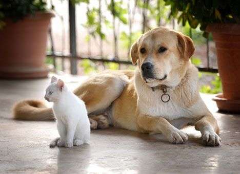 В ЕС окончательно запретили испытания на животных