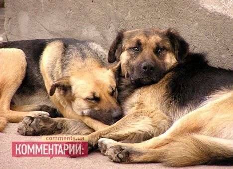 В Англии начнут «чипировать» собак