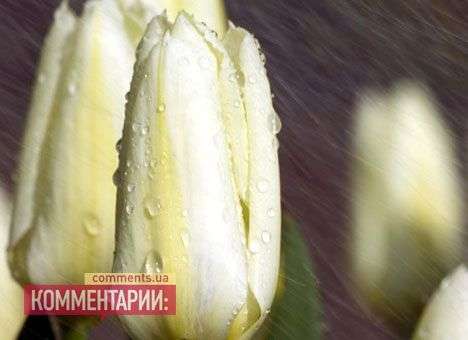 Амстердам готовится к Дням тюльпанов
