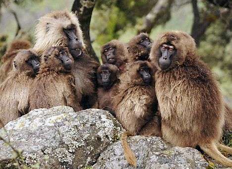 Обезьяны удивили ученых способностью скрывать измены