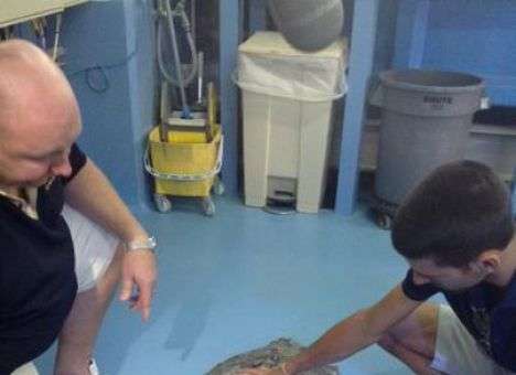 Лучший теннисист планеты защищает черепах (ФОТО)