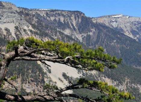 На ЮБК готовится дерибан 450 га заповедной земли - экологи