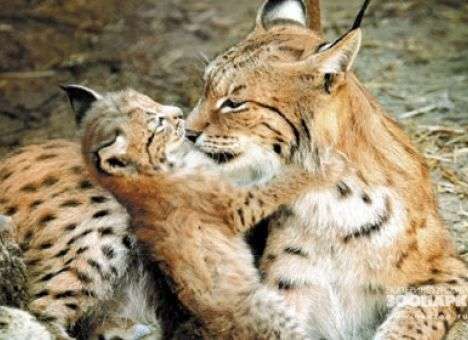 В зоопарке Екатеринбурга к 8 марта выбрали королеву красоты