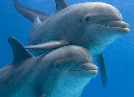 Сезон страшилок о Крыме стартовал: боевые дельфины в открытом море