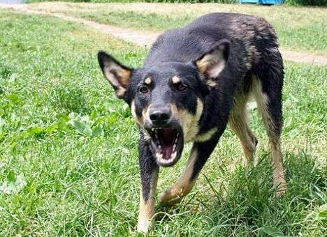 В Ивано-Франковске пустят бешеных собак на корм для кур