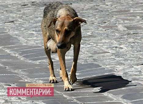 В Ивано-Франковске на корм для кур пустят не бешеных, а больных собак