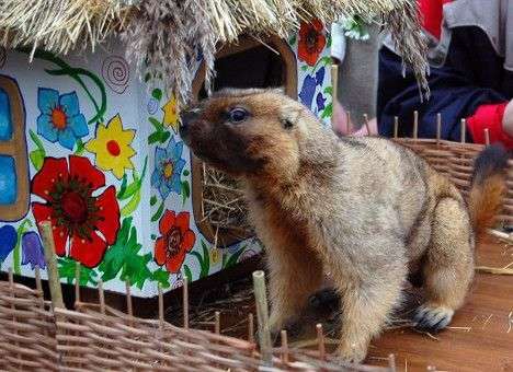 День сурка: на Банковой остановили реформы