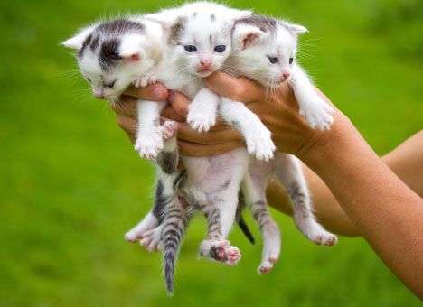 Три сценария власти по «разведению котят» в Киеве