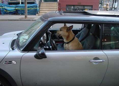 В США собака за рулем авто сбила пешехода