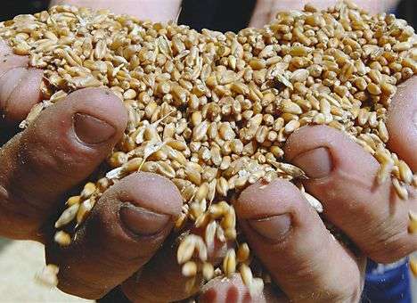 Украина экспортировала более 19 млн. тонн зерновых