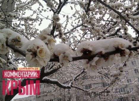 Нынешняя весна «убила» 300 тонн крымских фруктов