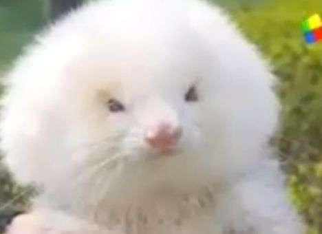 Аргентинцу подсунули вместо пуделей хорьков на стероидах