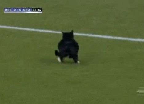Кот был недоволен уровнем футбола и решил разобраться (ВИДЕО)