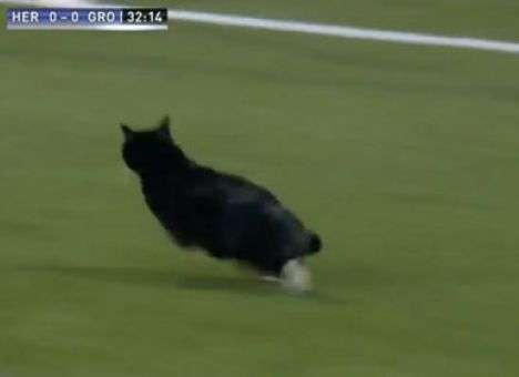 Кот выбежал на поле во время матча голландских футбольных (ВИДЕО)