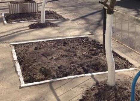 Во Львове суровые коммунальщики высадили деревья не в землю, а в асфальт  (ФОТО)