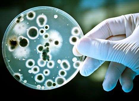 ВОЗ назвала штамм H7N9 «птичьего гриппа» одним из самых смертоносных