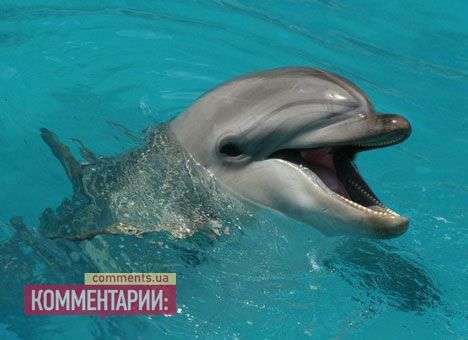 Неизвестные силой захватили севастопольский дельфинарий