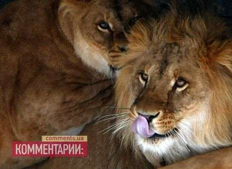 Из-за кризис Каталония распродает обитателей своих зоопарков