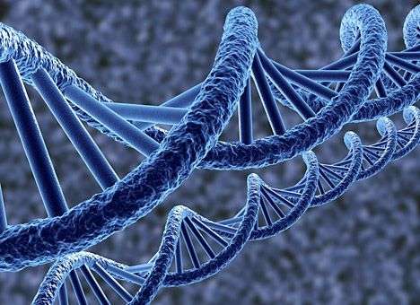 Биологи впервые увидели, как бактерии чинят свои ДНК