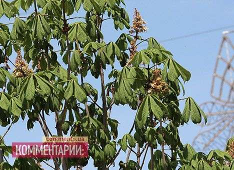 Из почти 300 каштанов Попова только два оказались настоящими