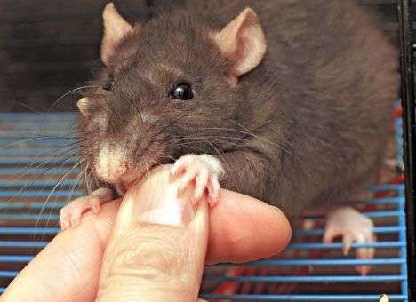 Три района Киева отдали «серым мышам»