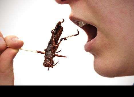 Голодных накормят саранчой