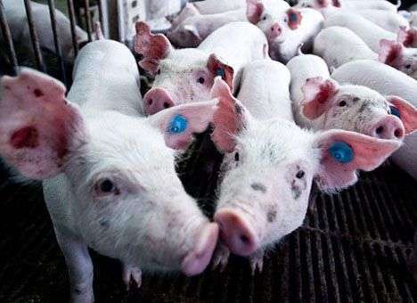 Крупнейшие сделки недели: свиноферма и банк