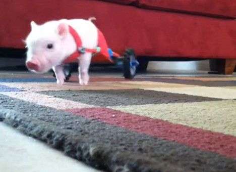 Про поросенка-колясочника в США напишут книги (ВИДЕО)