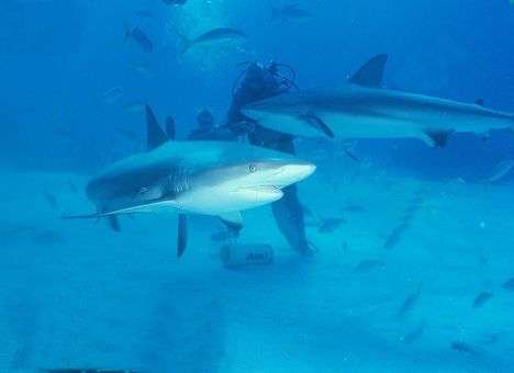 Тупорылые акулы «ограбили» рыбака в США (ВИДЕО)