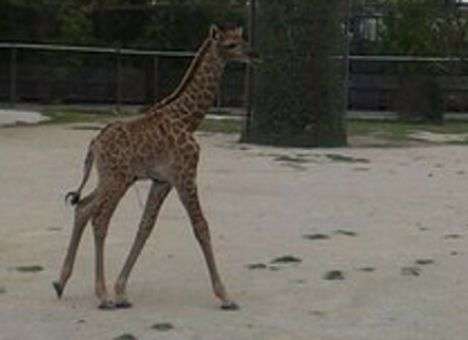 В крымском сафари-парке вывели в «свет» новорожденного жирафа (ФОТО)