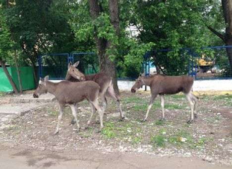 В двор в Москве забрели три лося