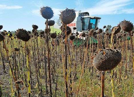 Украина станет родиной ГМО