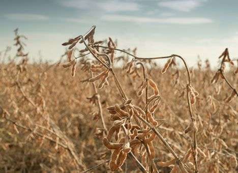 На полях агрофирмы Корнацкого снова нарастает конфликт