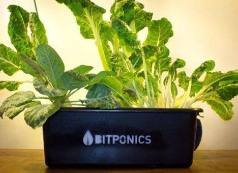 Bitponics позаботится о домашних растениях