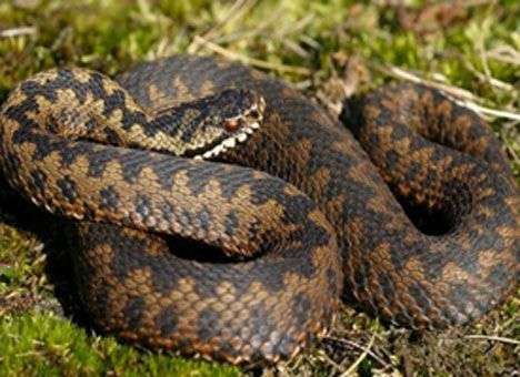 На Львовщине свирепствуют змеи: трое покусанных за сутки