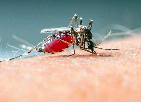Комары чаще кусают полных людей