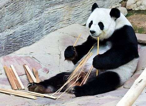 В зоопарке США панда впервые родила двойню