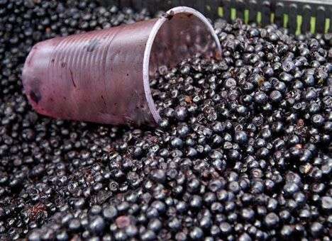 На Житомирщине СБУ поймала «черничную мафию»