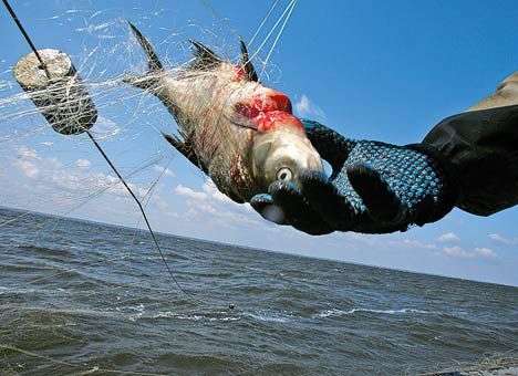 Москва и Киев воюют за рыбу