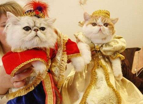 Найден способ полного излечения от аллергии на кошек