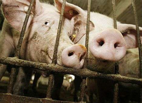 На границе с Украиной «разбушевалась» чума свиней