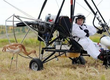 Организатор полета Путина со стерхами может стать сенатором