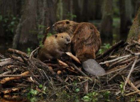 Донецкий губернатор намерен бороться с бобрами и завозить бегемотов