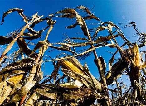 Жара убивает будущий урожай