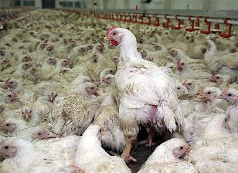 Казахстан запретил ввоз украинской курятины